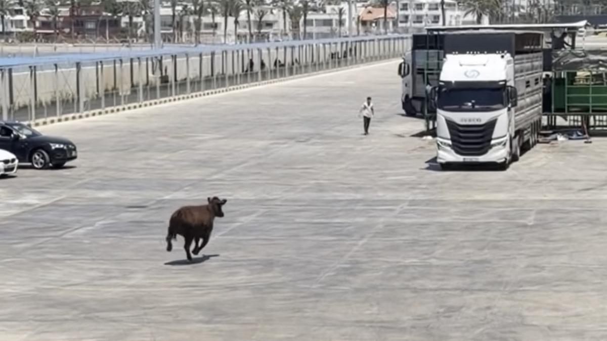 Mersin Limanı'nda Angus Krizi: Kaçan Hayvan Denize Düştü, Kurtarıldı