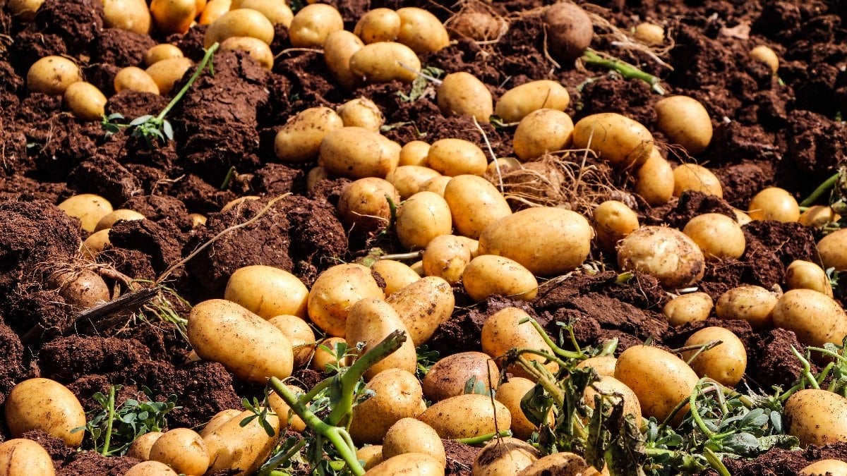 Patates Fiyatları Tarlada 30 TL'den 20 TL'ye Geriledi