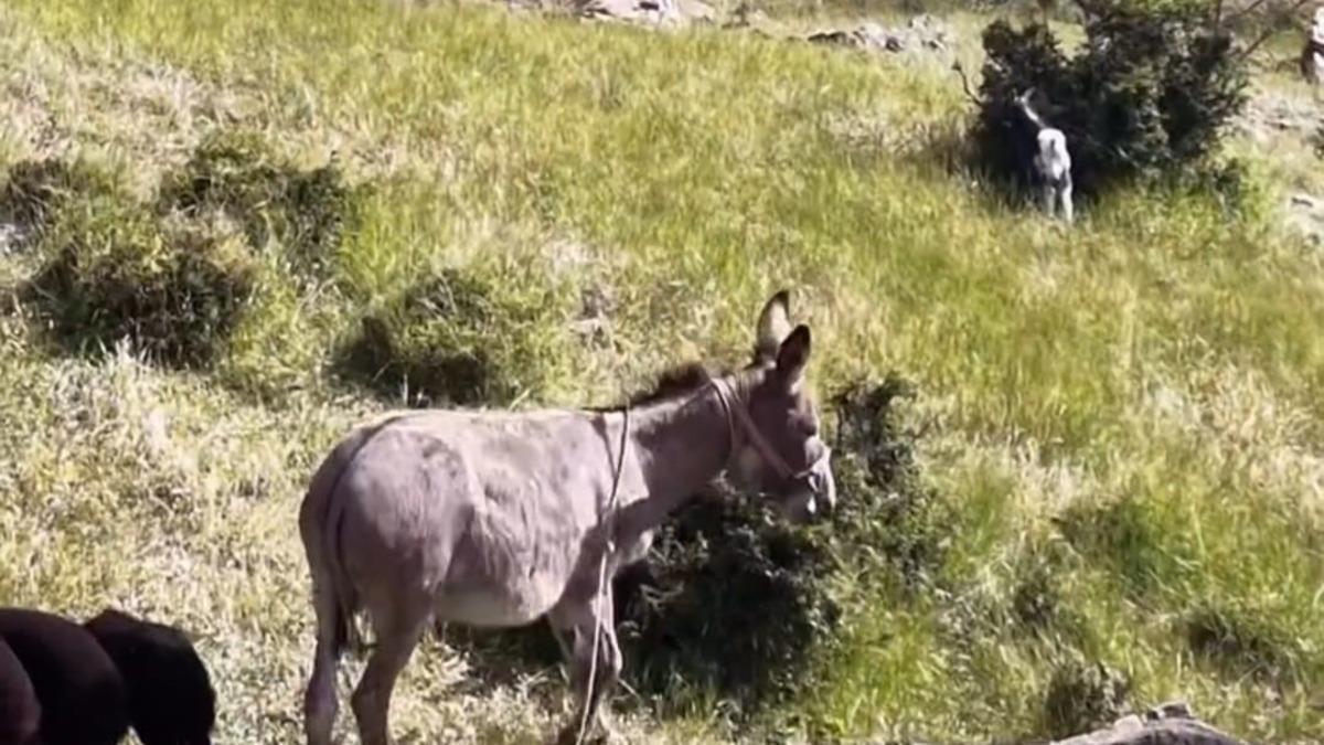 Dron Desteğiyle Bulunan Eşek: Kaybolan Hayvan Arama Çalışmalarıyla Tespit Edildi